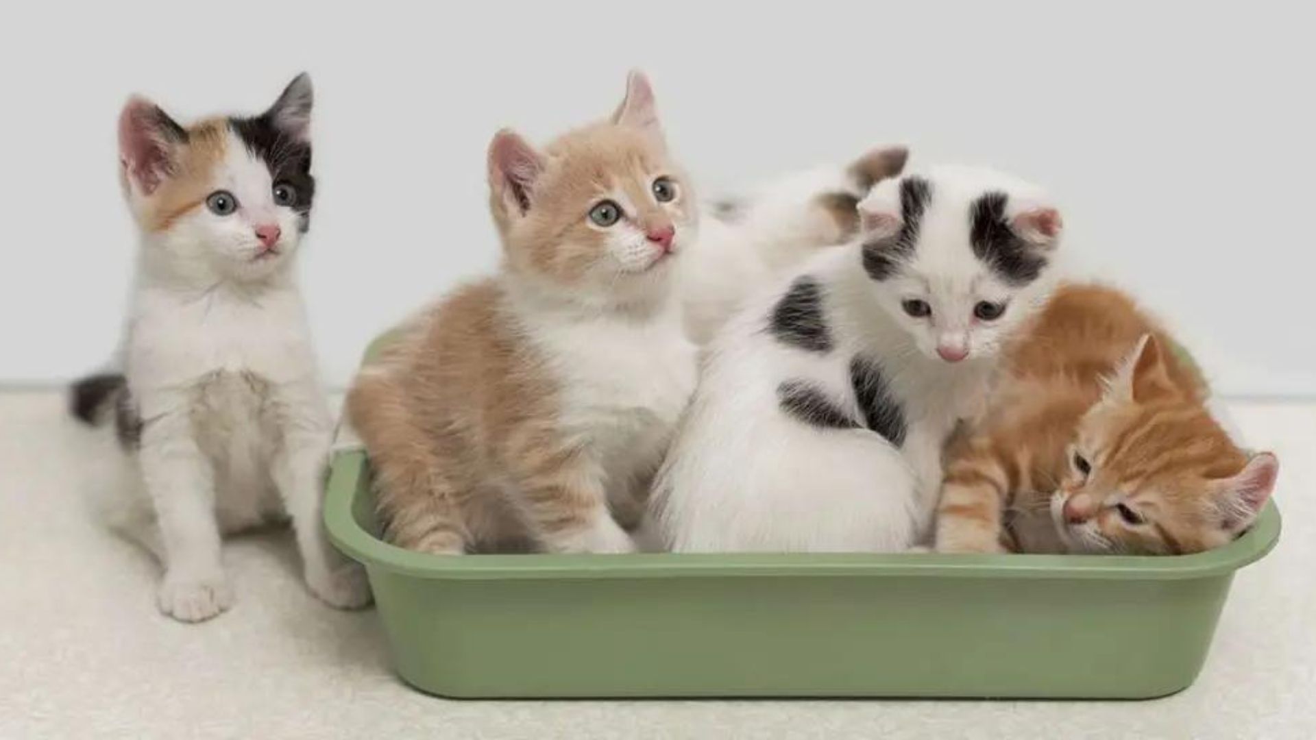 cats playing in a dish tub