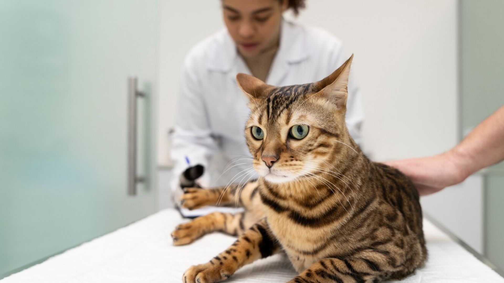 Vet doctor and cat